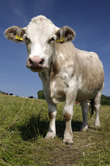 Cow