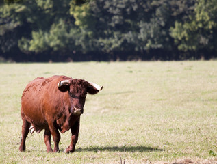 Single Red Devon Cow