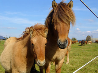 Obraz premium Grazing Foal with your Mother