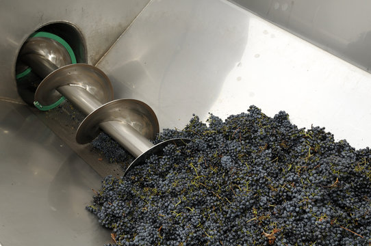 Tramoggia con uva rossa