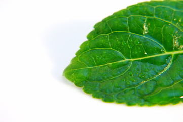 Fototapeta premium ハッパ隊