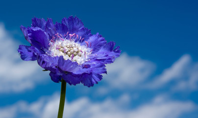 Scabiosa caucasica 'Stäfa', Dipsacaceae