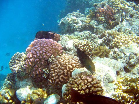 Récif de coraux