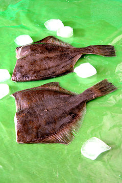 fladra ryba