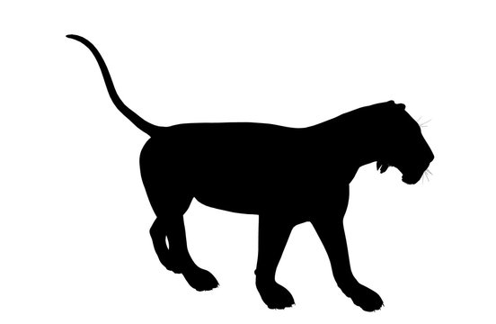 Lion Illustration Silhouette