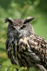 European Eagle Owl looking at Photographer
