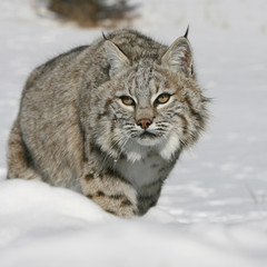 Bobcat stalking prey