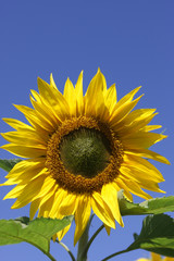 Naklejka premium Beautiful Sunflower with Blue Sky background