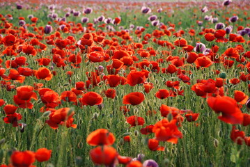 red poppies on green field