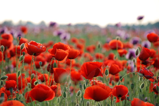 red poppy field with shallow dof