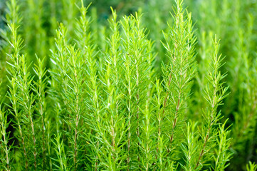 Rosemary bush