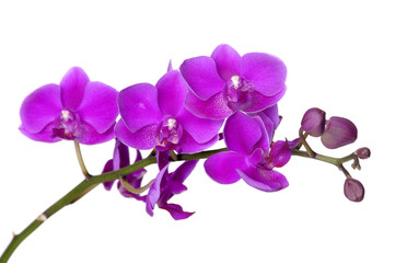 Branch of violet orchid
