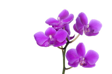 Border of Branch of violet orchids