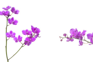 Fototapeta na wymiar beautiful brunch orchid against on white