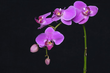 Fototapeta na wymiar Background of buds with bloom orchid