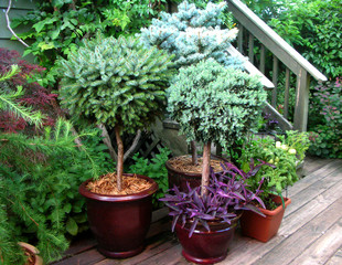 pot garden