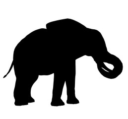 Elephant Illustration Silhouette