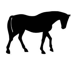 Fototapeta premium Horse Illustration Silhouette