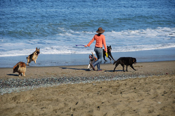 photo lady walker at baker beach wallking dogs