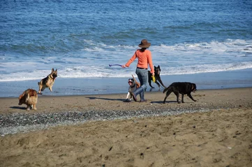 Photo sur Plexiglas Plage de Baker, San Francisco photo lady walker at baker beach wallking dogs