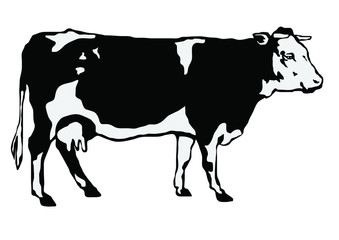 Black-and-white cow