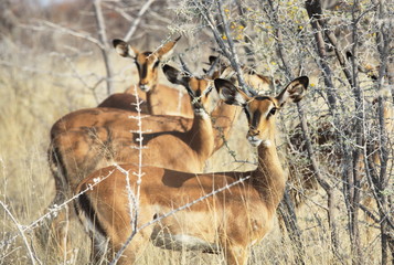 Antelope