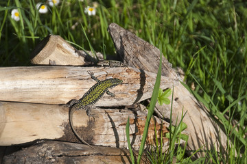 Running Lizards, Pisa, Italy, May 2009