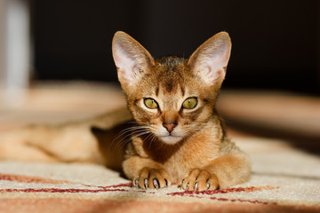 young Abyssinian cat in action - obrazy, fototapety, plakaty