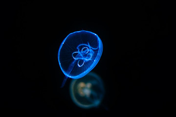 underwater image of jellyfishes