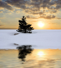 Alone tree on sunset background