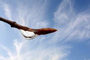 Obraz premium Branch with water drops on spring sky background