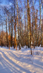 Winter forest