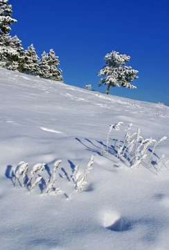 Snow, pines and sky