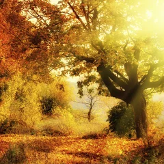 Papier Peint photo Automne forêt d& 39 automne avec rayon de soleil