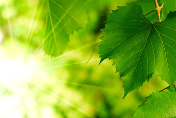 Fototapeta na wymiar zielony liść i słońce, liście z promieni słonecznych w wineyard