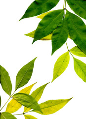 yellow and green leaves