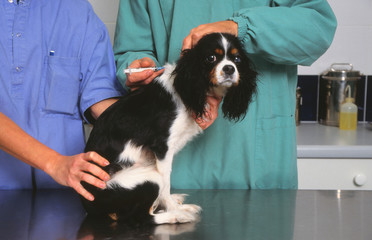 cavalier king charles en train d'&ecirc;tre piqu&eacute; par le v&eacute;t&eacute;rinaire
