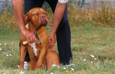 toilette du dogue de Bordeaux