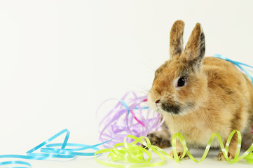 Hase