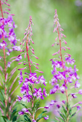 Fireweed .blooming sally (Epilobium angustifolium);