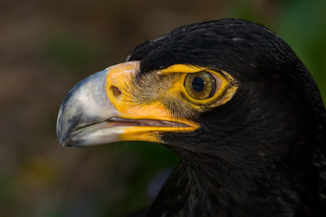 Verreaux's Eagle