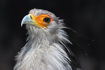 Secretarybird closeup