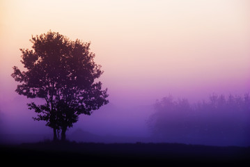 Fototapeta na wymiar Tree standing in foggy purple sunrise