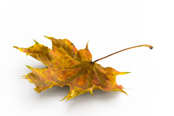 Autumn color maple leaf