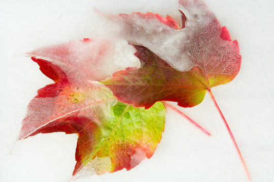frozen outumn leaves