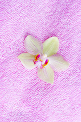 Fototapeta na wymiar flower of orchid on spa towel.