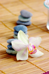 Fototapeta na wymiar spa concept with orchids and stones on wet wooden background