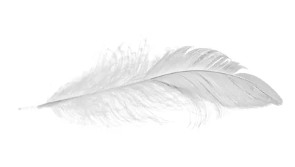 Papier Peint photo Plumes isolated white small feather