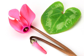 cyclamen