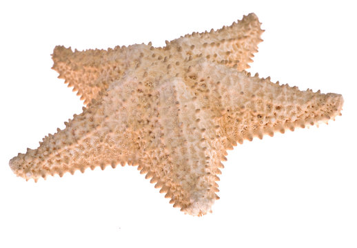 uneven isolated starfish